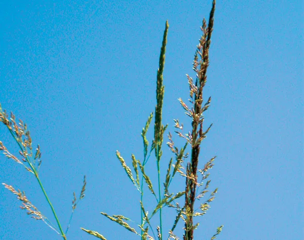 Agrostis stolonifera