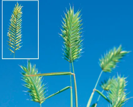 Agropyron cristatum