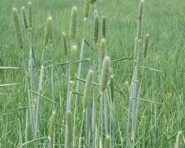 Alopecurus pratensis