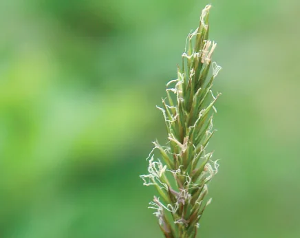 Anthoxanthum odoratum