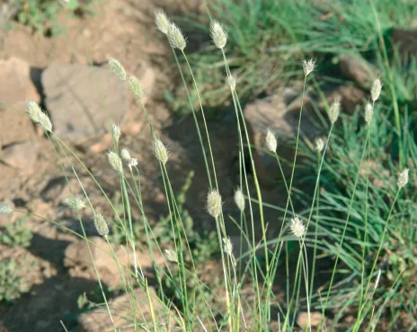 Alopecurus textilis
