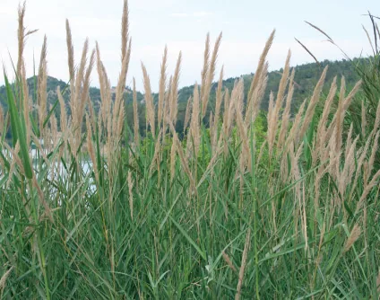 Arundo donax