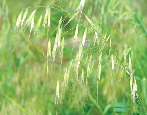 Avena elatius