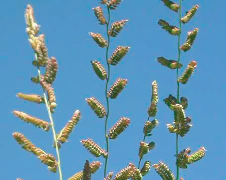 Beckmannia eruciformis