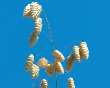 Briza maxima