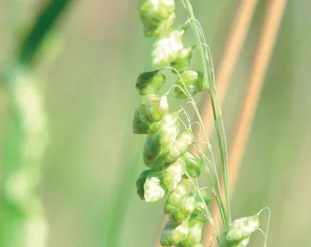 Briza minor