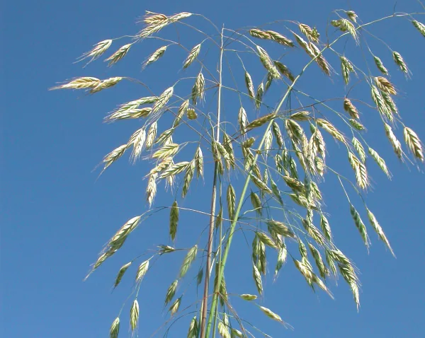 Bromus arvensis