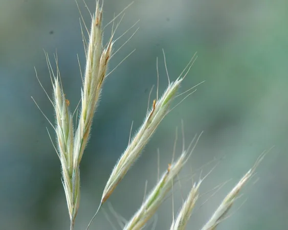 Bromus erectus