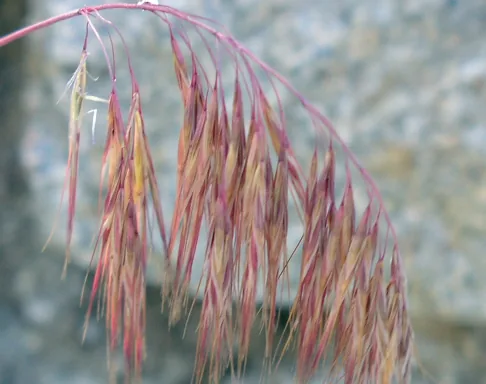Poaceae