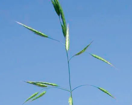 Bromus lanceolatus
