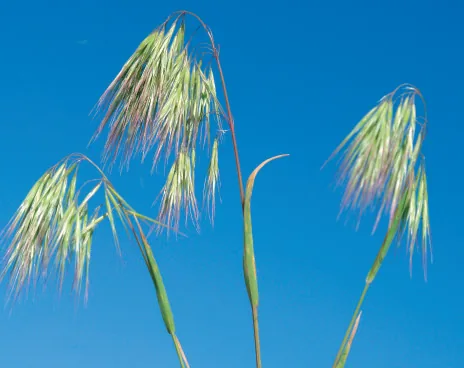 Bromus tectorum