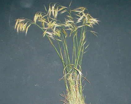 Bromus tomentellus