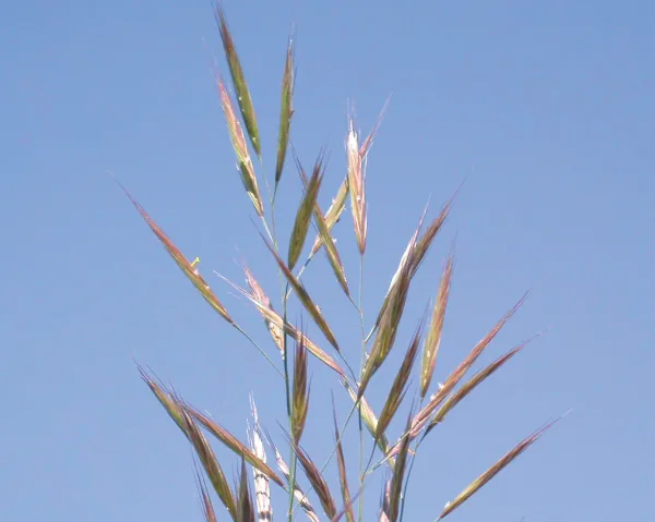 Bromus variegatus