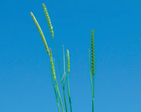 Cynosurus cristatus