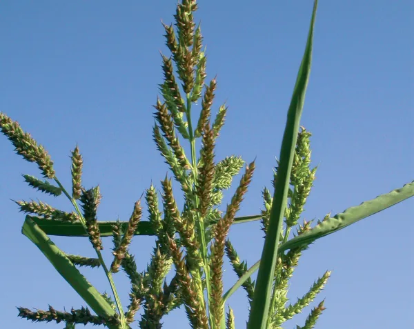 Echinochloa crus-galli