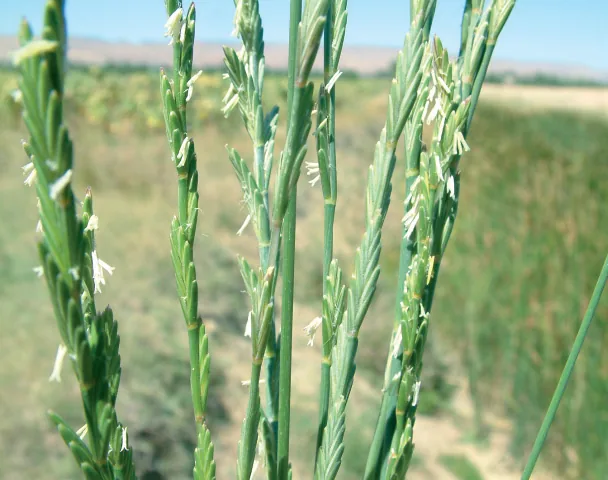 Elymus elongatus