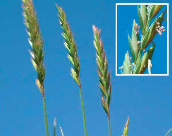 Elymus repens