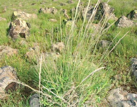 Festuca callieri