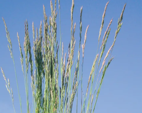 Festuca oreophila