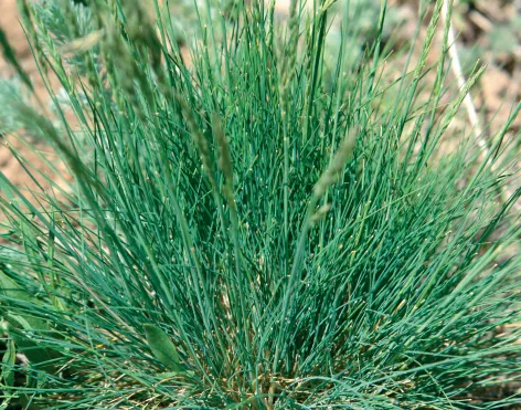 Festuca ovina