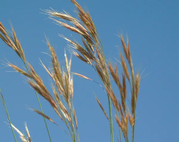 Helictotrichon pratense