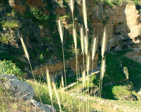 Hordeum bulbosum