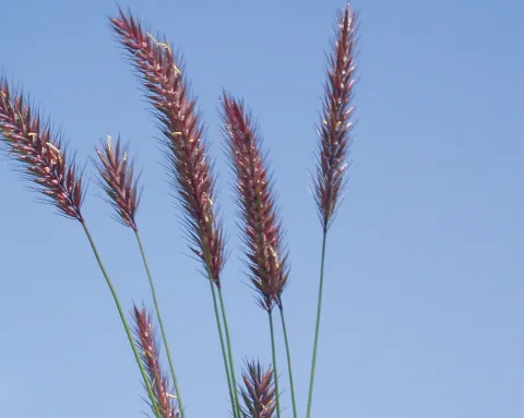 Hordeum violaceum
