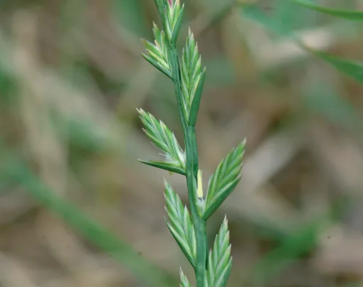 Lolium perenne