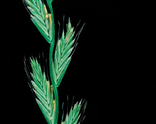 Lolium multiflorum