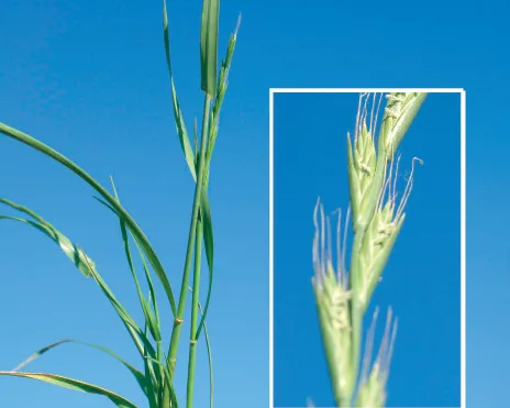 Lolium temulentum
