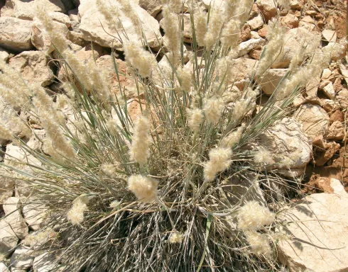 Melica persica