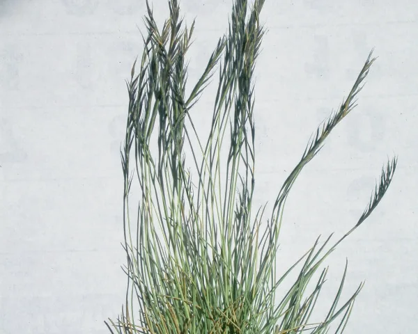 Nardus stricta