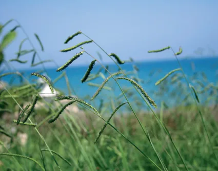 Paspalum paspalodes