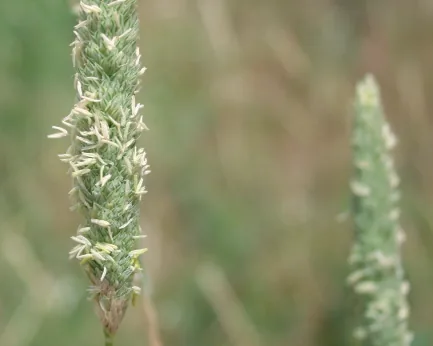 Phalaris aquatica