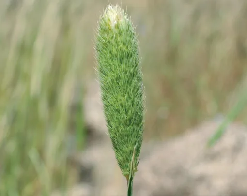 Phalaris paradoxa