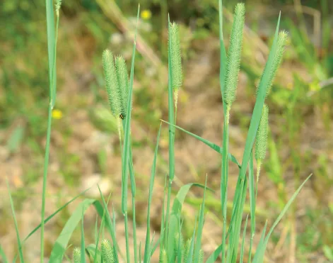 Phleum montanum