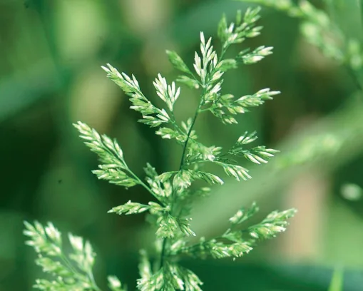 Poa nemoralis