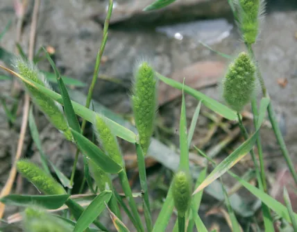 Polypogon monspeliensis