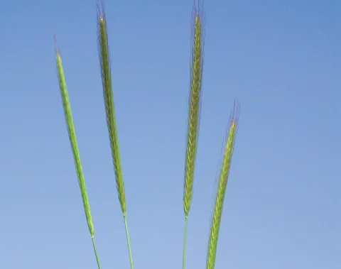 Secale montanum