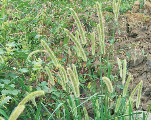 Setaria glauca