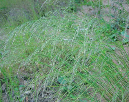 Stipa bromoides