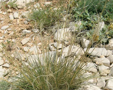 Stipa ehrenbergiana