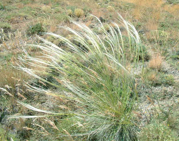 Stipa holosericea