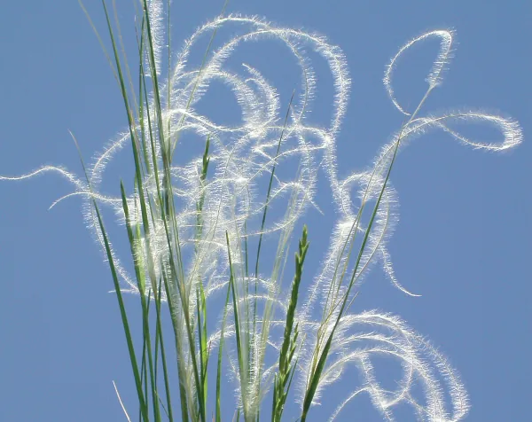 Stipa pulcherrima