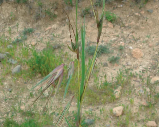 Themeda triandra