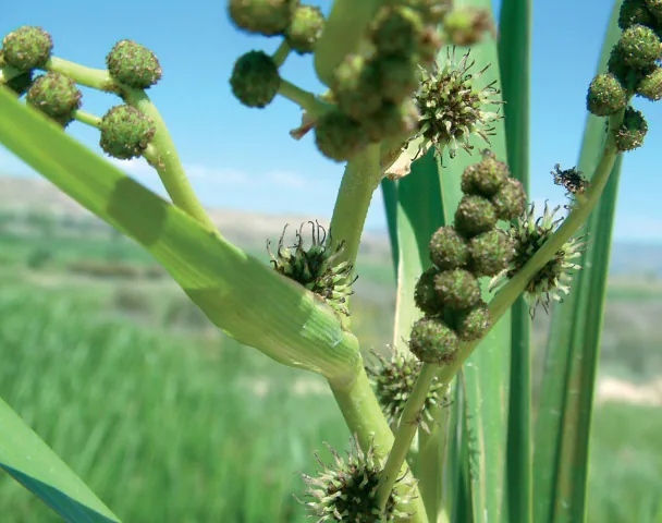Sparganiaceae