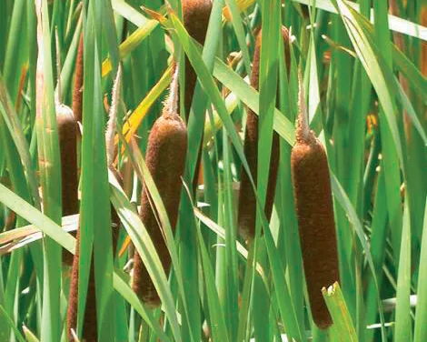 Typha latifolia